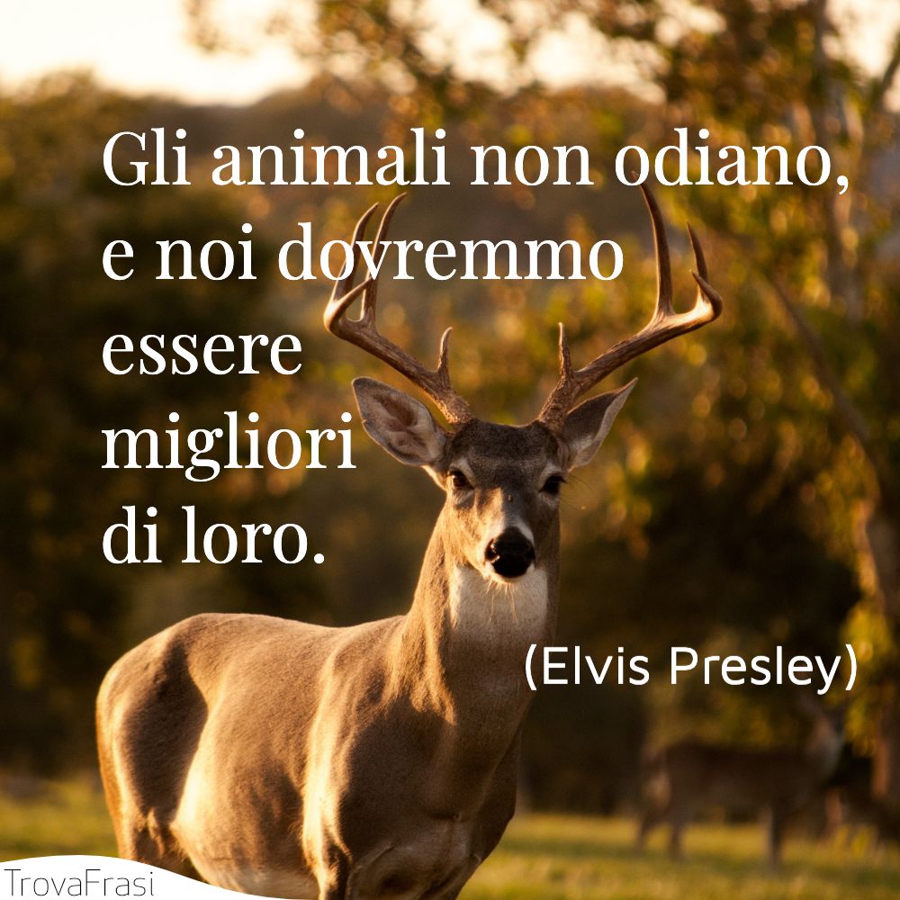 Gli animali non odiano, e noi dovremmo essere migliori di loro.