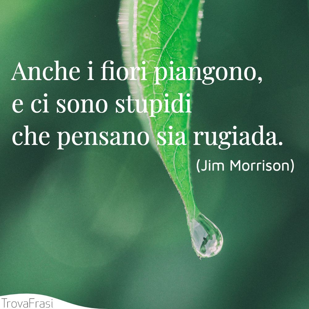 Anche i fiori piangono, e ci sono stupidi che pensano sia rugiada.