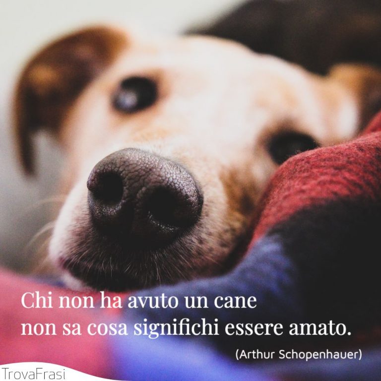 Un Cane Non Se Ne Fa Niente