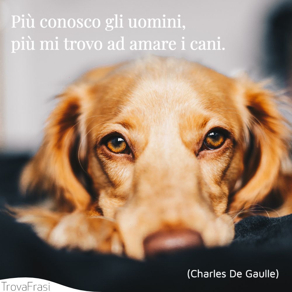 Le Frasi Sui Cani Per I Nostri Amici A Quattro Zampe Trovafrasi