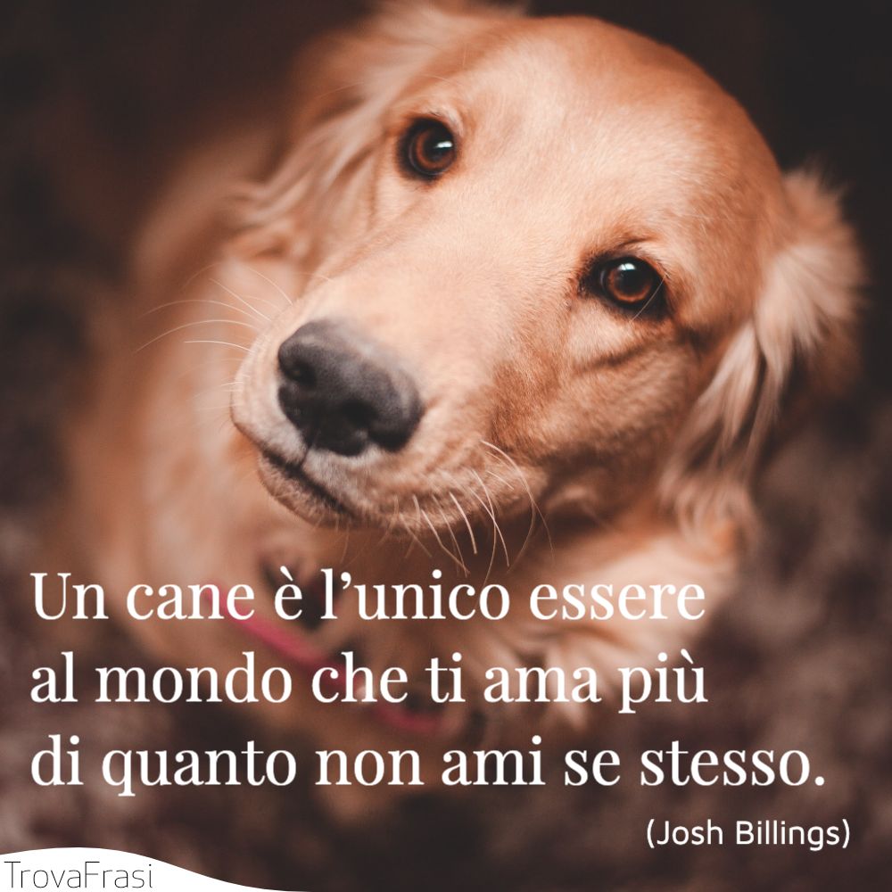 Le Frasi Sui Cani Per I Nostri Amici A Quattro Zampe Trovafrasi