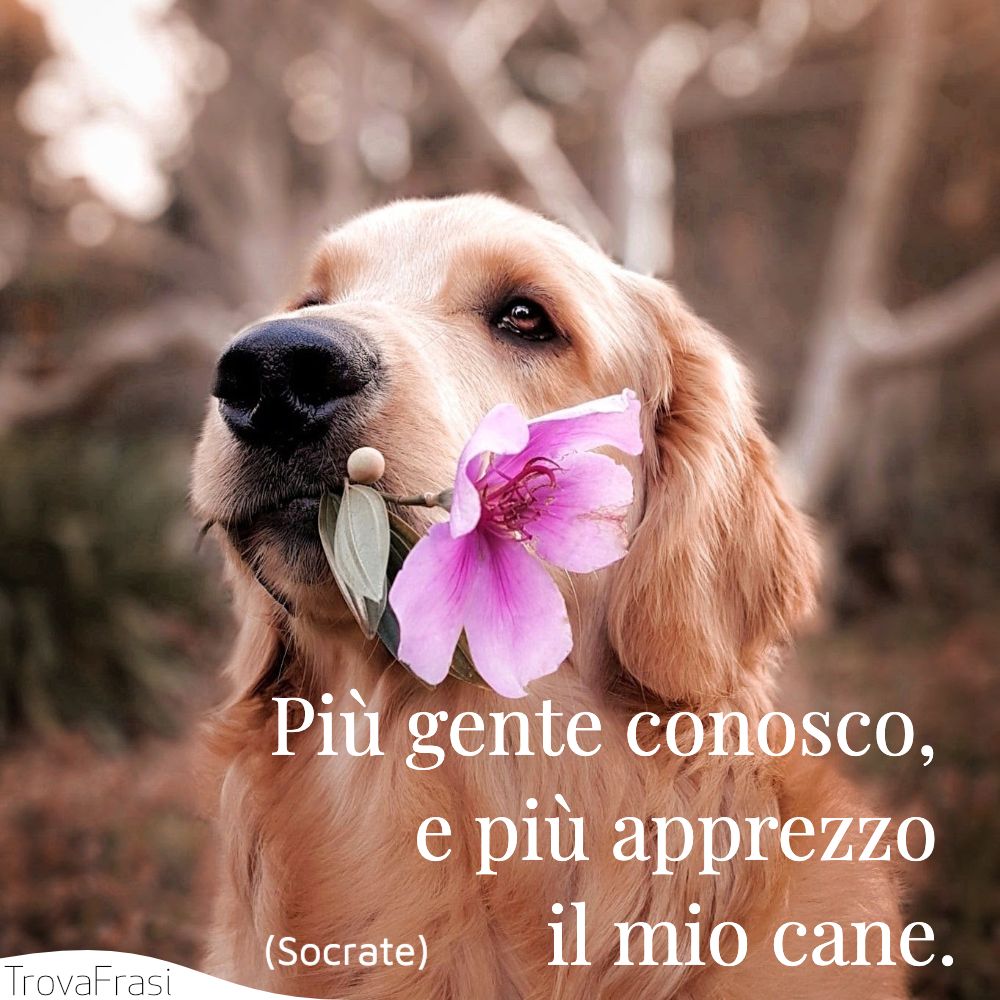 Le Frasi Sui Cani Per I Nostri Amici A Quattro Zampe Trovafrasi