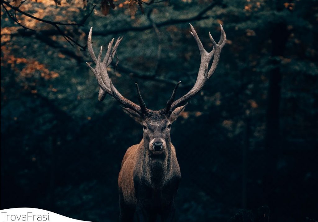 Frasi sugli animali