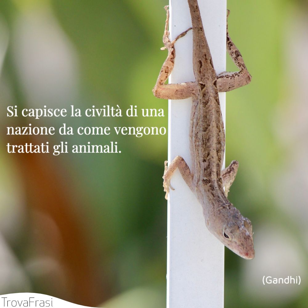 Si capisce la civiltà di una nazione da come vengono trattati gli animali.