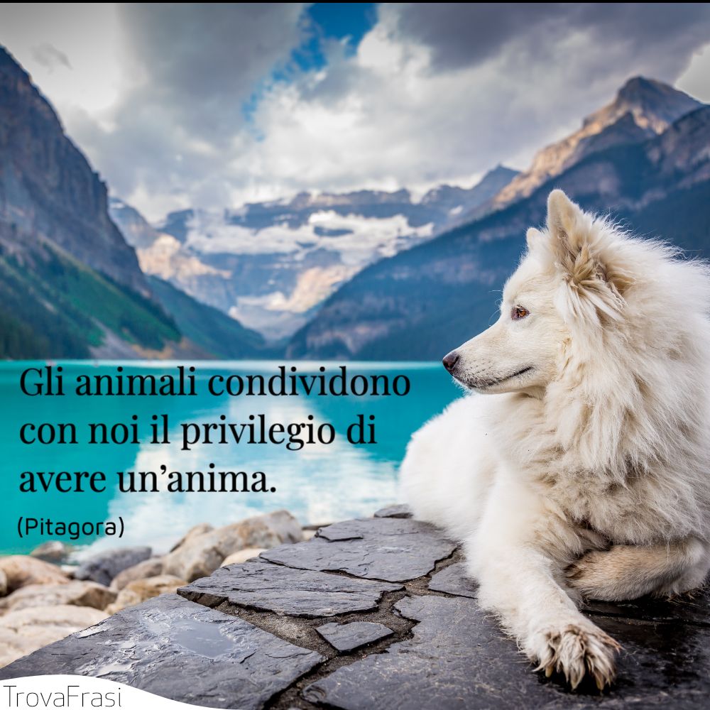 Frasi Sugli Animali E Il Rispetto Della Loro Vita Trovafrasi