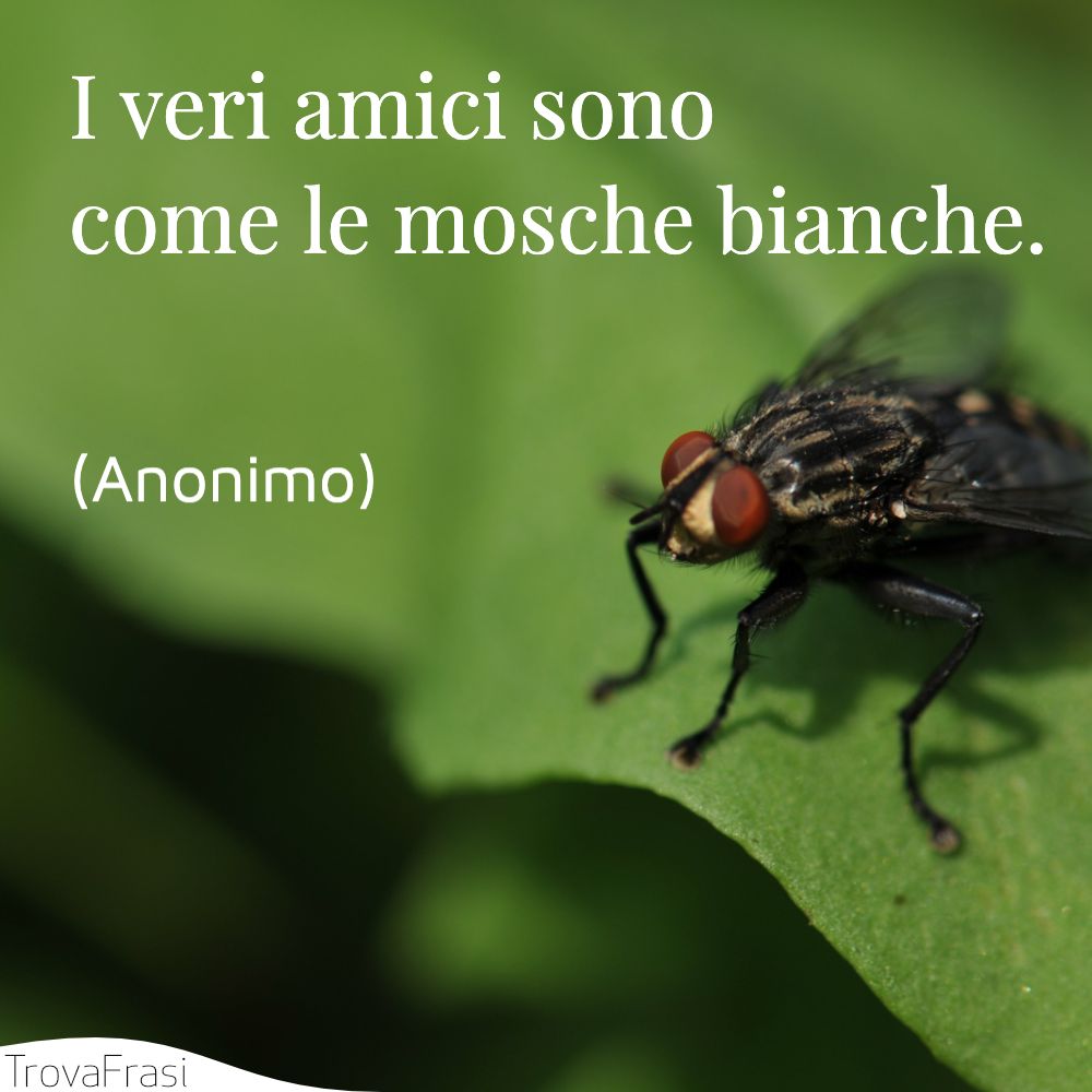 I veri amici sono come le mosche bianche.