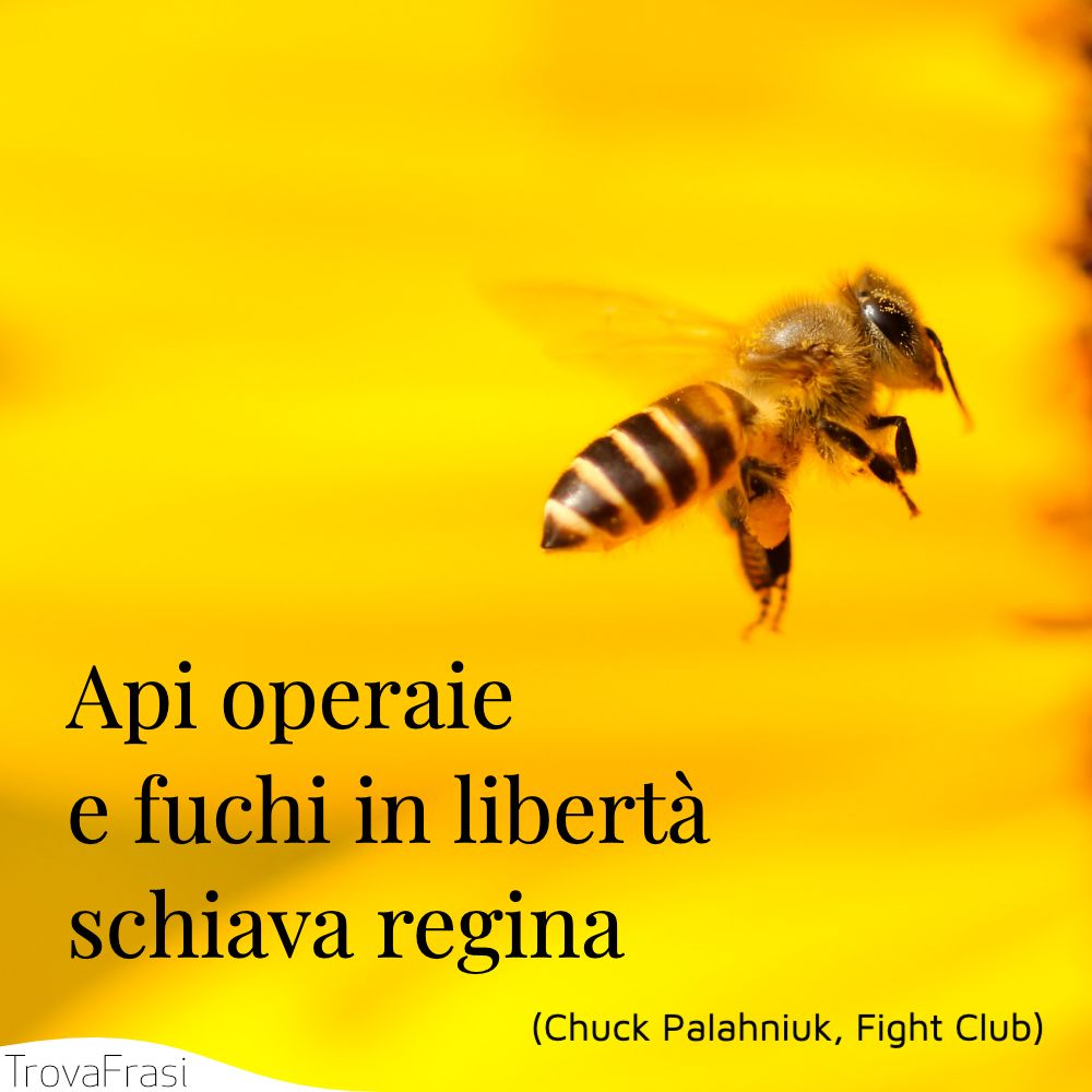 Api operaie  e fuchi in libertà  schiava regina