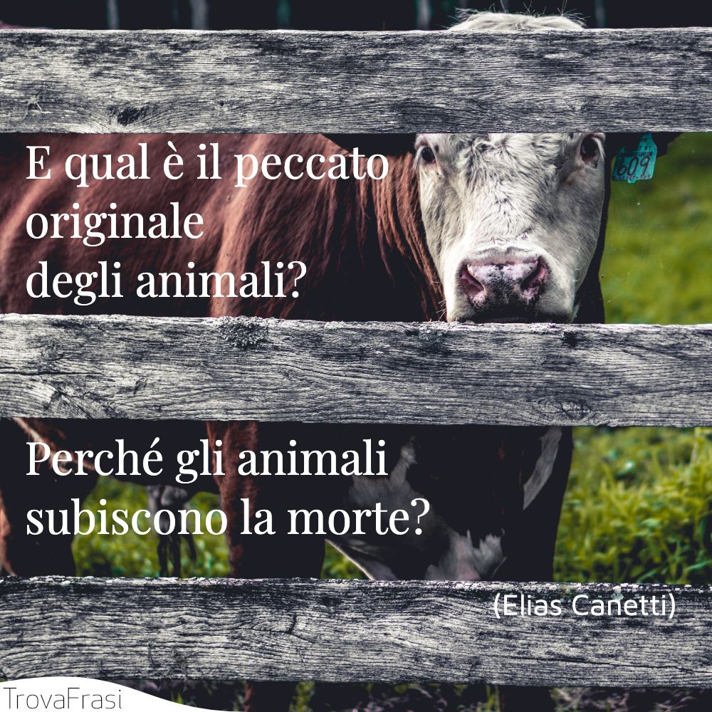 E qual è il peccato originale degli animali? Perché gli animali subiscono la morte?