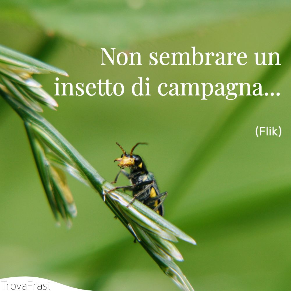 Non sembrare un insetto di campagna... 