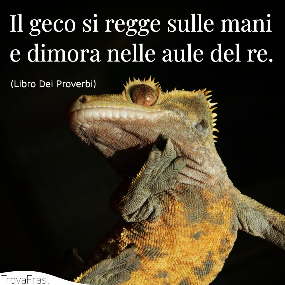Il geco si regge sulle mani  e dimora nelle aule del re.