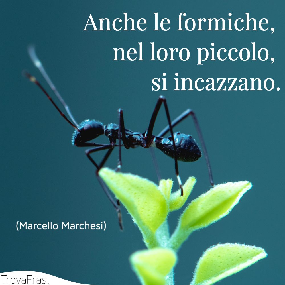 Anche le formiche, nel loro piccolo, si incazzano.