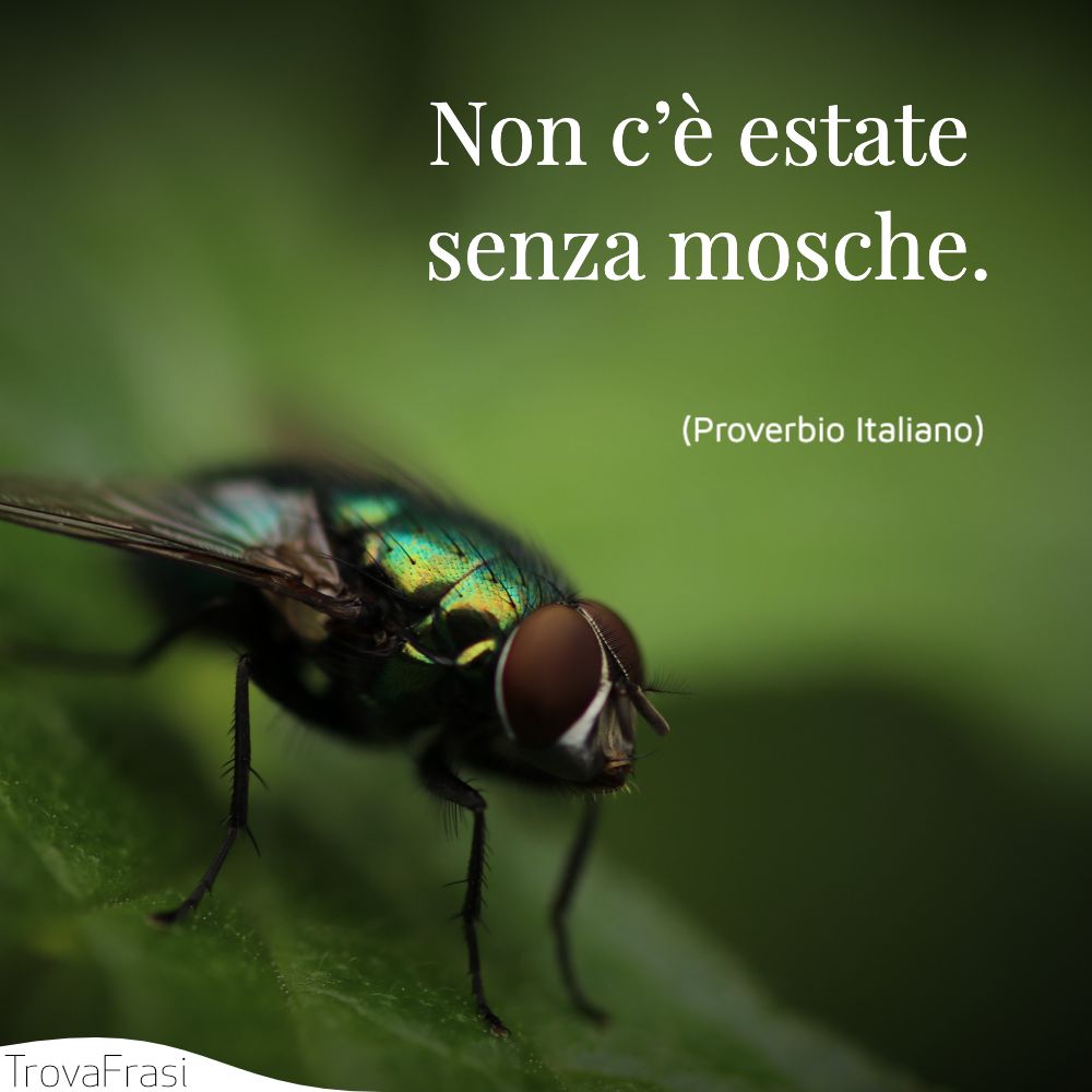 Non c’è estate senza mosche.