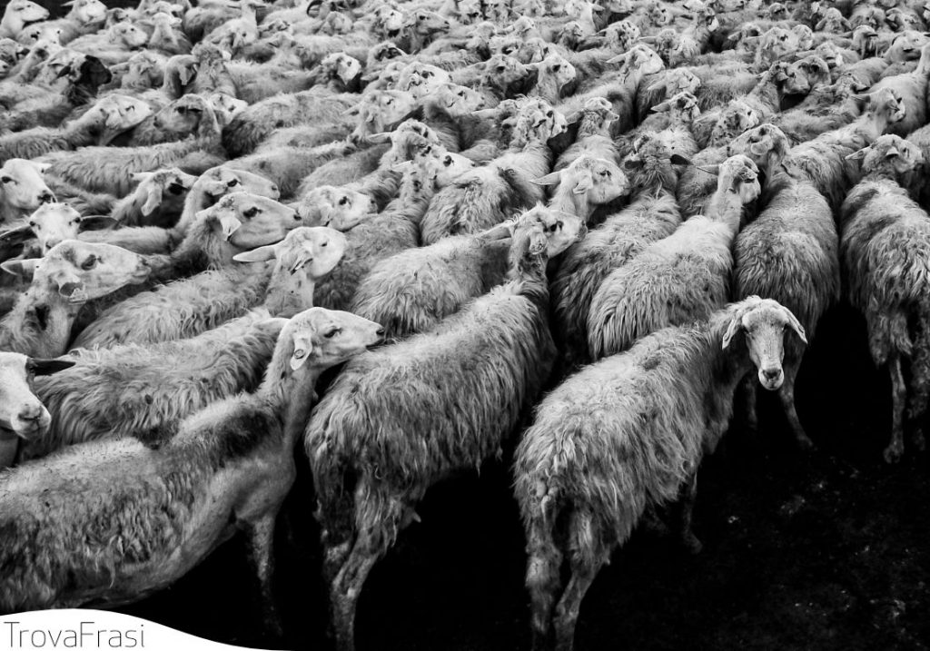 Frasi sui diritti degli animali