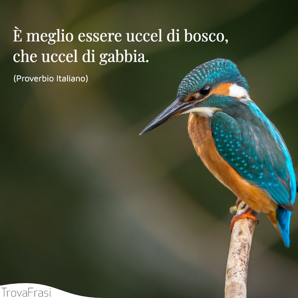 È meglio essere uccel di bosco, che uccel di gabbia.