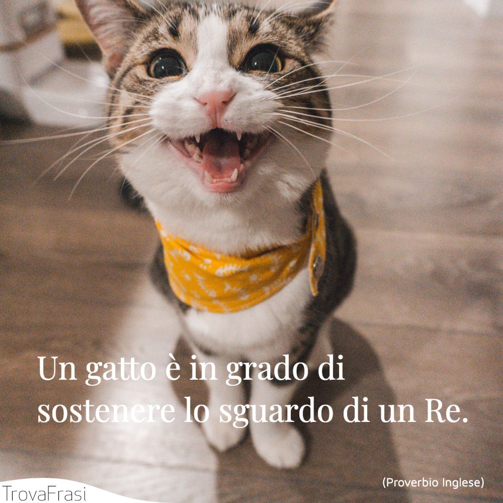 Un gatto è in grado di sostenere lo sguardo di un Re.