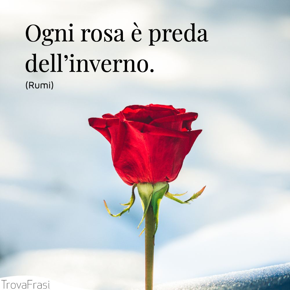 Ogni rosa è preda dell’inverno.