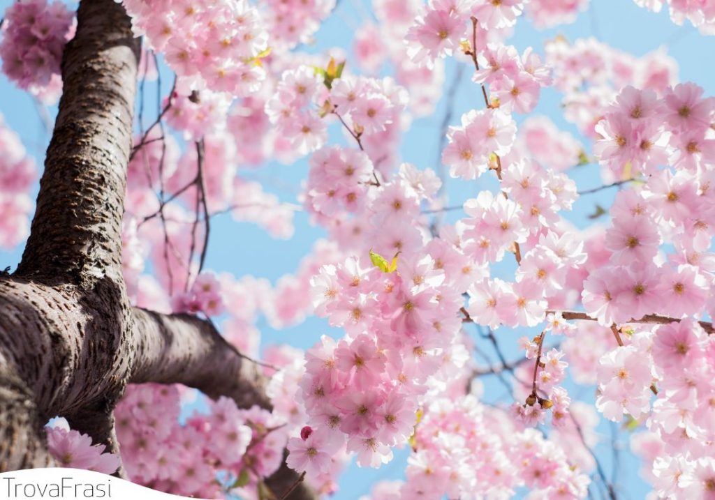 frasi sulla primavera