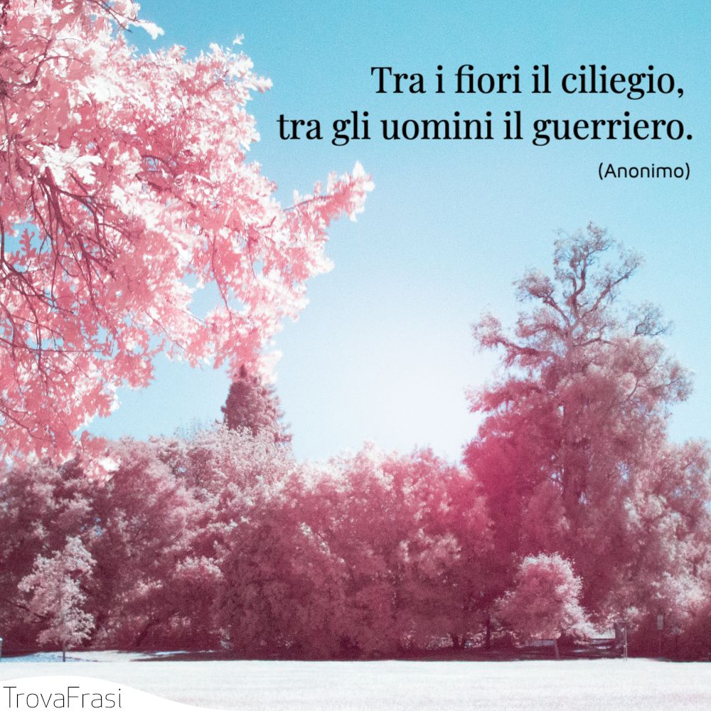Tra i fiori il ciliegio, tra gli uomini il guerriero.