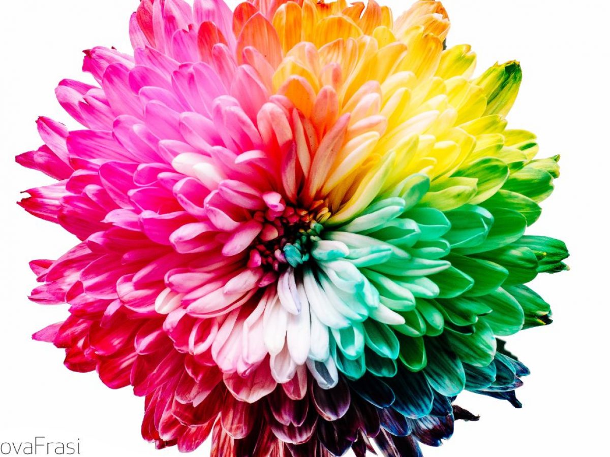 Frasi Citazioni E Aforismi Sui Colori Aforisticamente