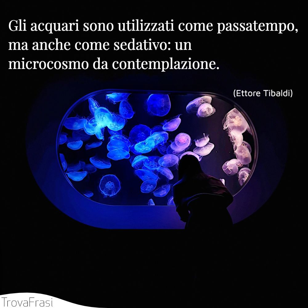 Gli acquari sono utilizzati come passatempo, ma anche come sedativo: un microcosmo da contemplazione.