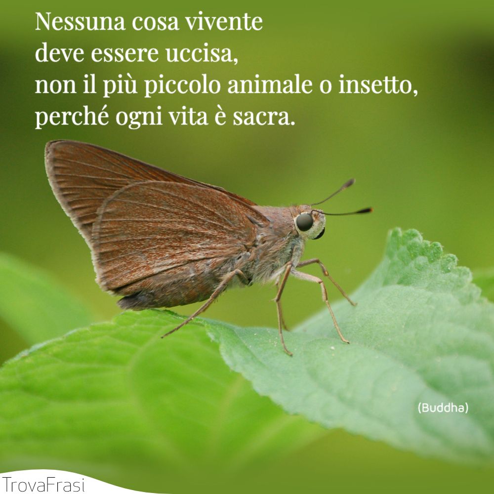 Nessuna cosa vivente deve essere uccisa, non il più piccolo animale o insetto, perché ogni vita è sacra.