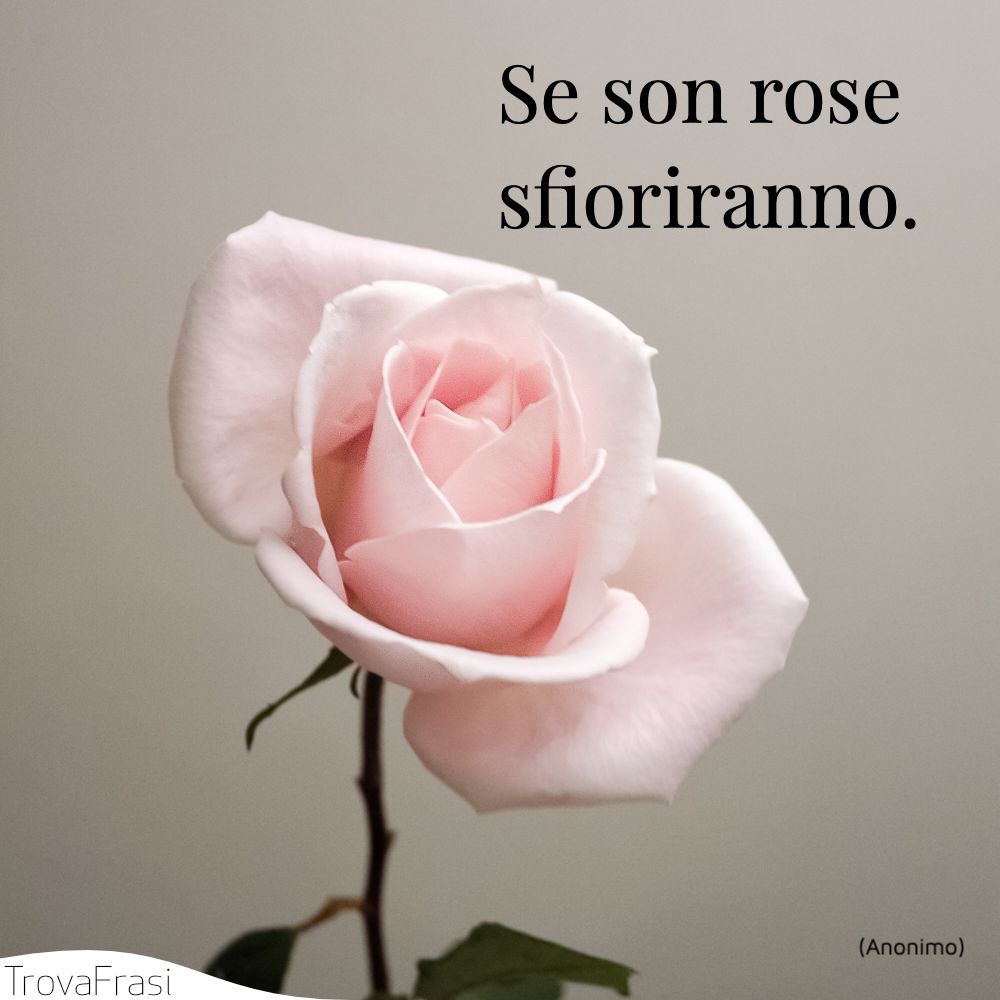 Se son rose sfioriranno.