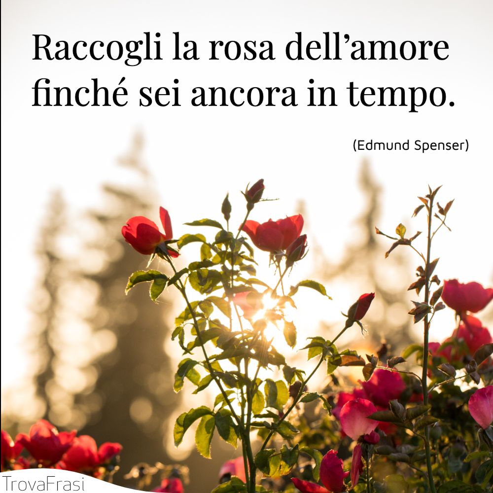 Raccogli la rosa dell’amore finché sei ancora in tempo.
