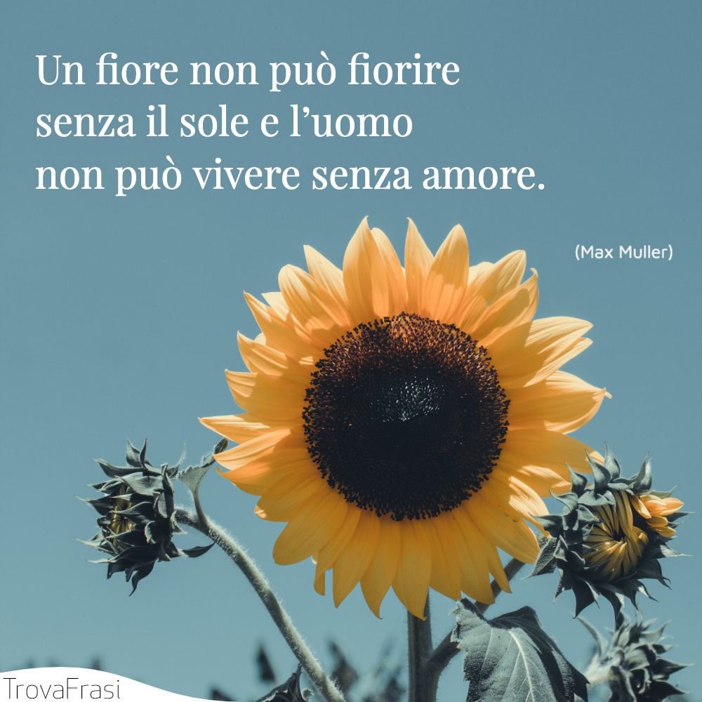 Le frasi sui fiori: i gioielli colorati della natura - TrovaFrasi