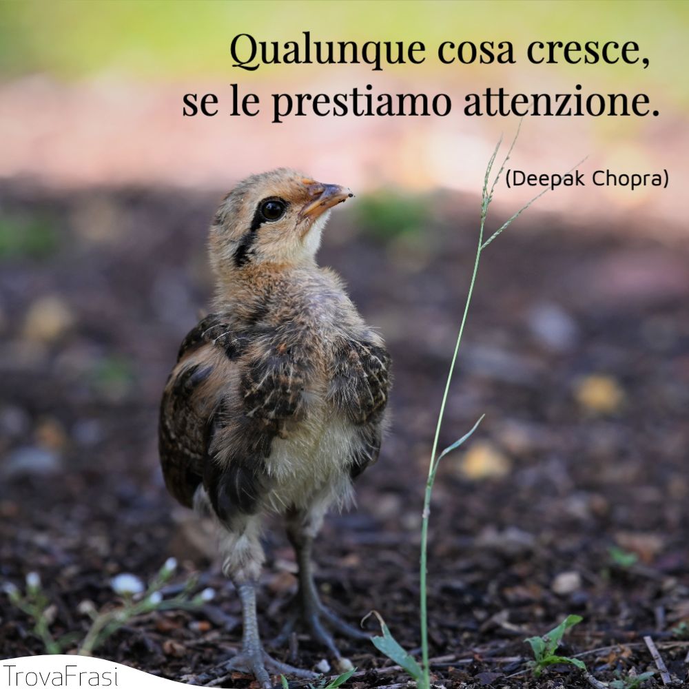 Qualunque cosa cresce, se le prestiamo attenzione.