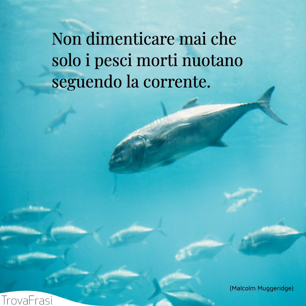 Non dimenticare mai che solo i pesci morti nuotano seguendo la corrente.