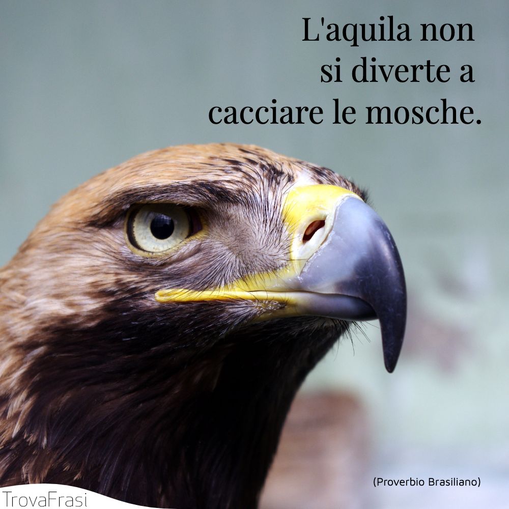L'aquila non si diverte a cacciare le mosche.