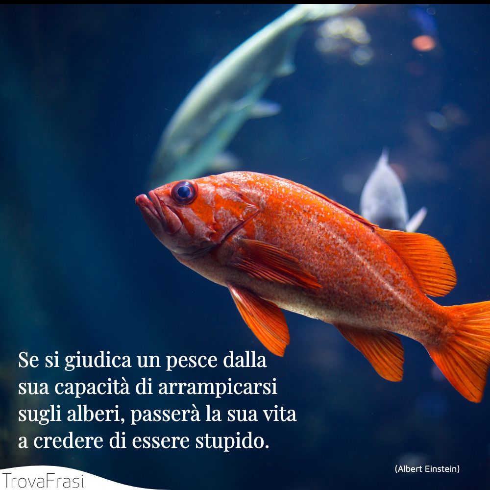 Se si giudica un pesce dalla sua capacità di arrampicarsi sugli alberi, passerà la sua vita a credere di essere stupido.