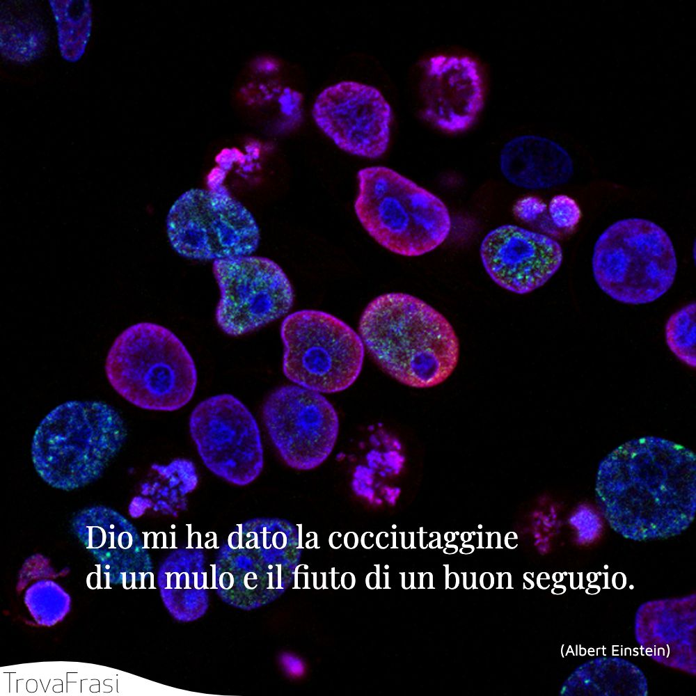 Dio mi ha dato la cocciutaggine di un mulo e il fiuto di un buon segugio.