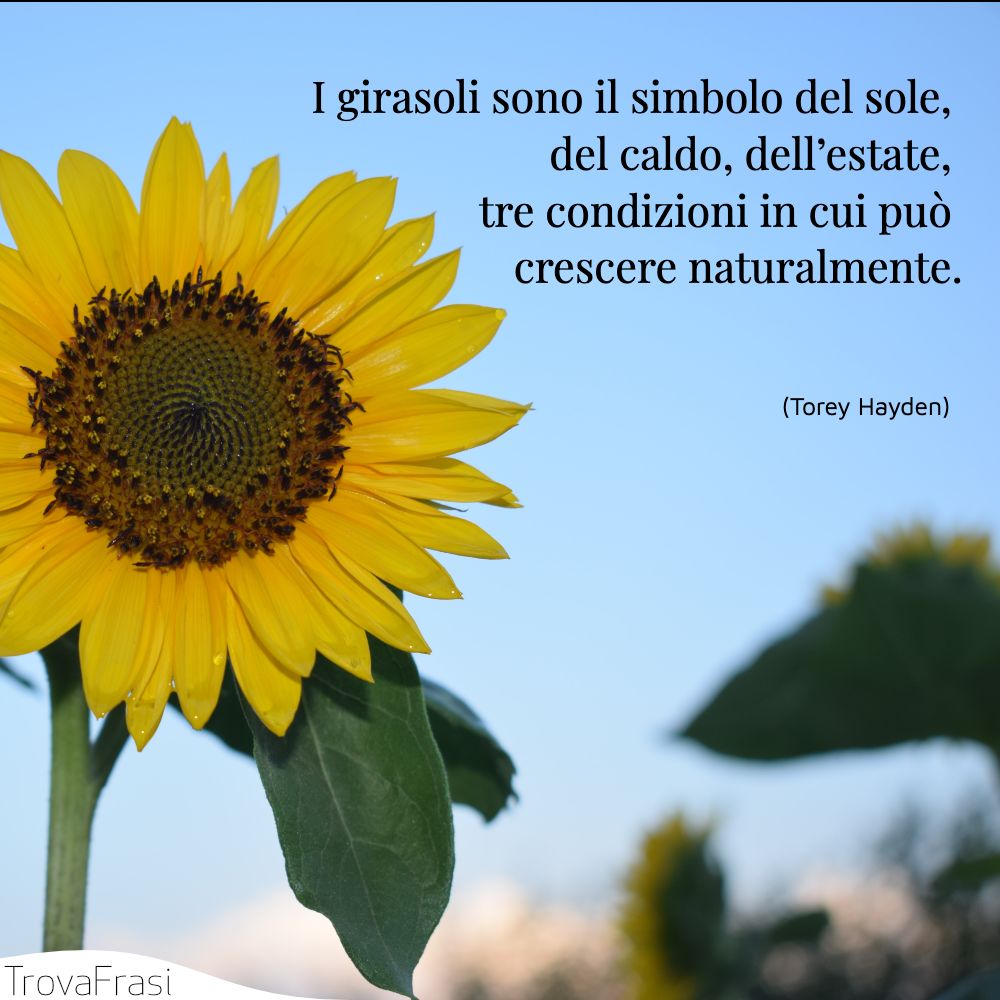 I girasoli sono il simbolo del sole, del caldo, dell’estate, tre condizioni in cui può crescere naturalmente.