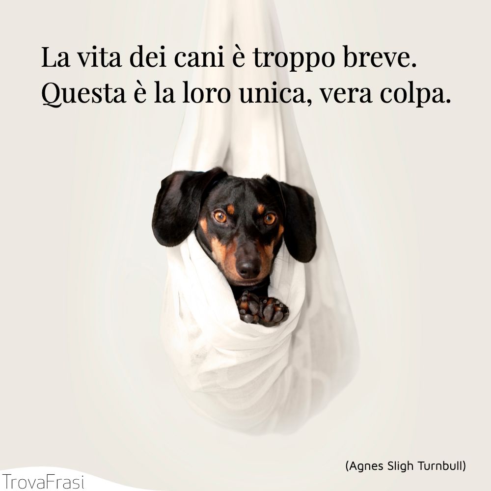 La vita dei cani è troppo breve. Questa è la loro unica, vera colpa.