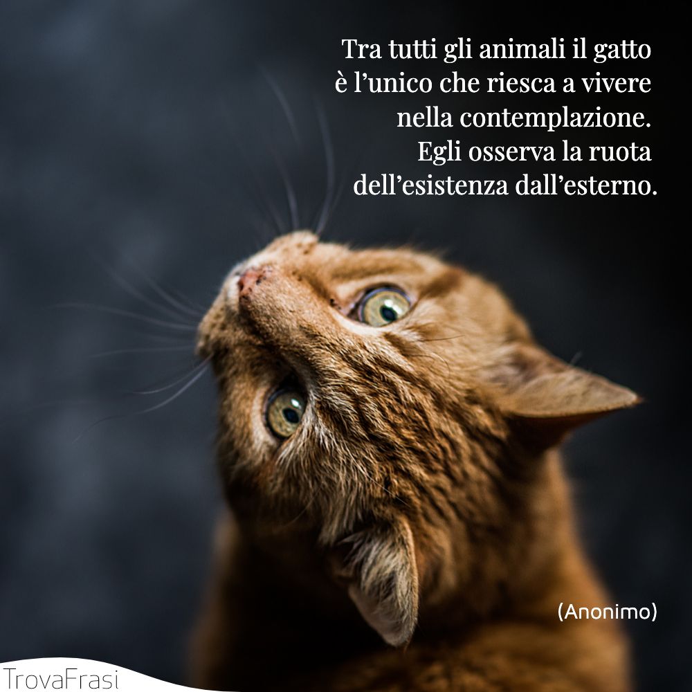 Frasi sui gatti i nostri amici pelosi felini TrovaFrasi Frasi sui gatti i nostri amici pelosi felini TrovaFrasi