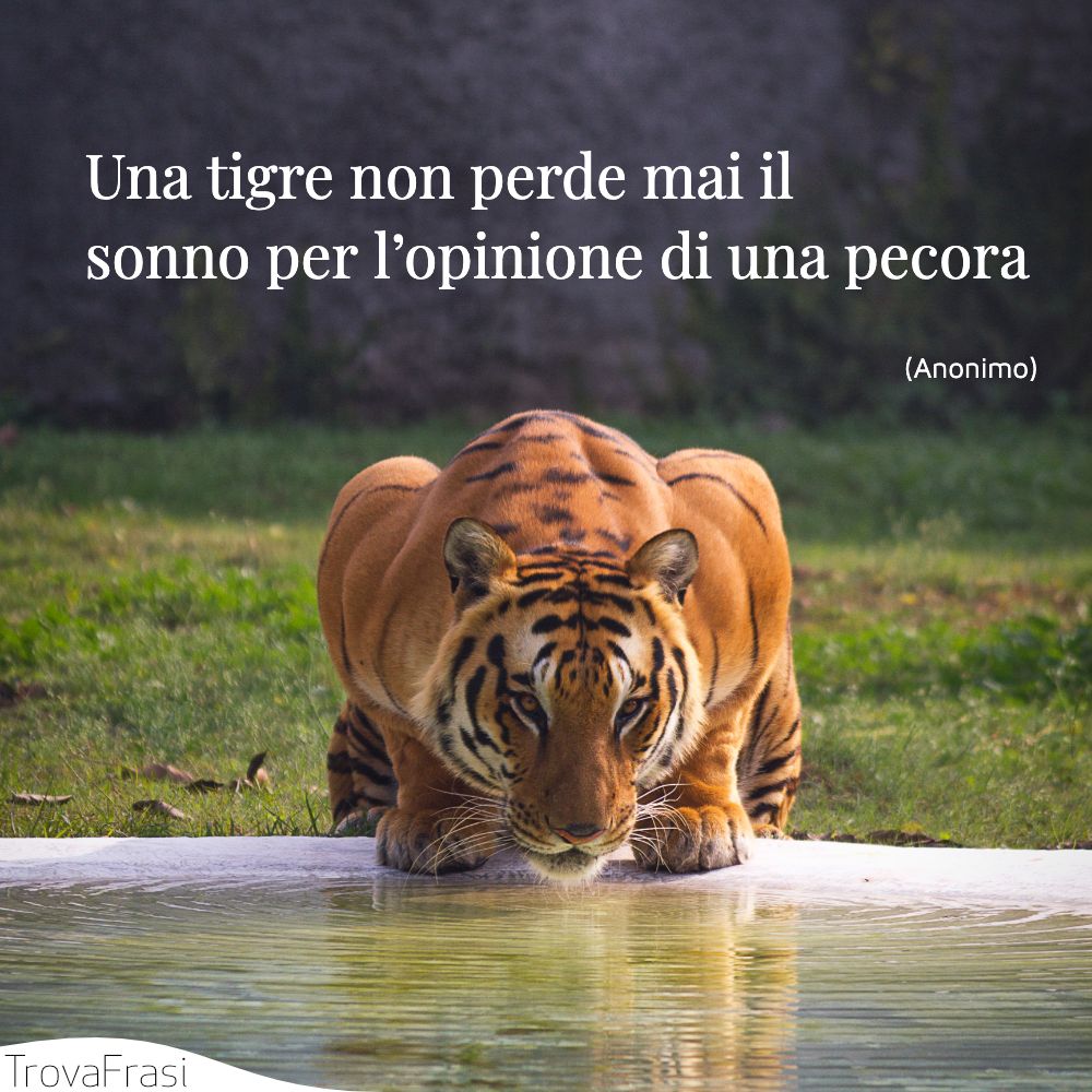 Una tigre non perde mai il sonno per l’opinione di una pecora