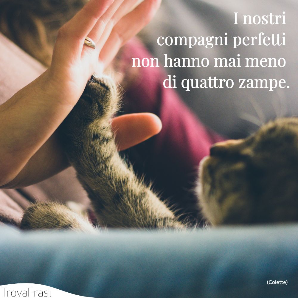 I nostri compagni perfetti non hanno mai meno di quattro zampe.