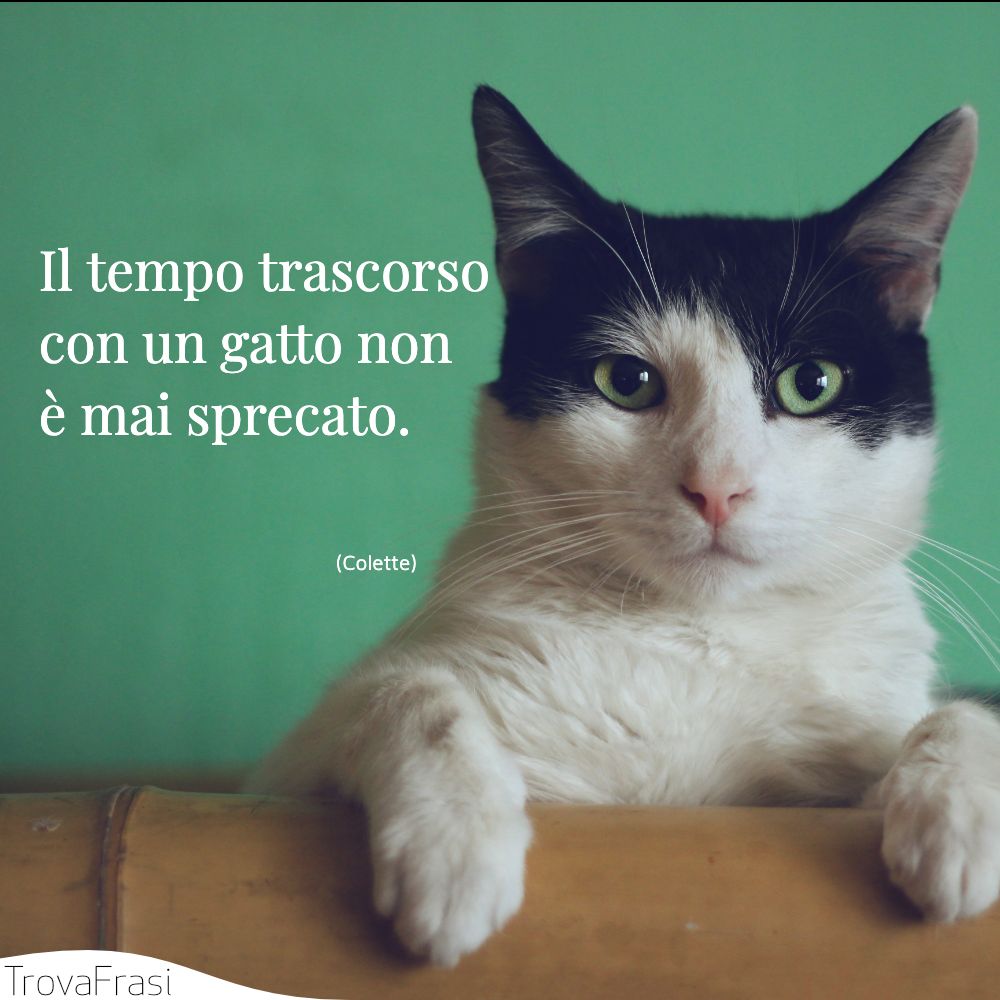 Il tempo trascorso con un gatto non è mai sprecato.