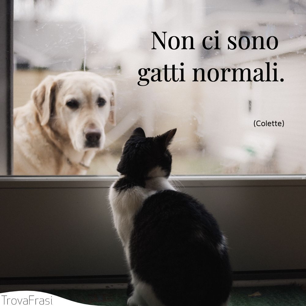Non ci sono gatti normali.
