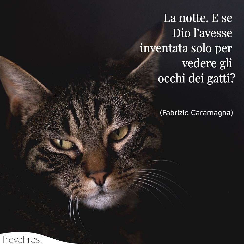 La notte. E se Dio l’avesse inventata solo per vedere gli occhi dei gatti?