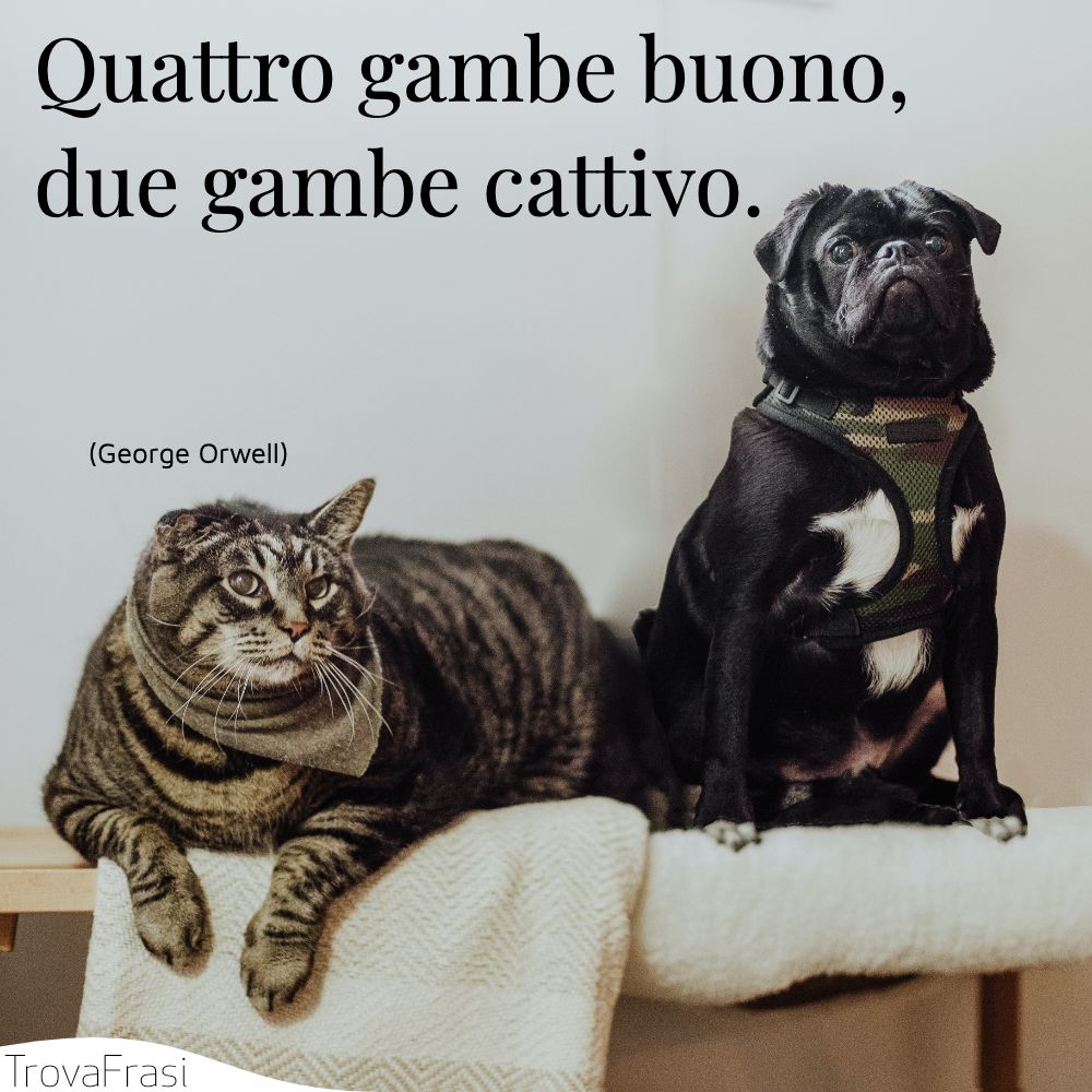 Quattro gambe buono, due gambe cattivo.
