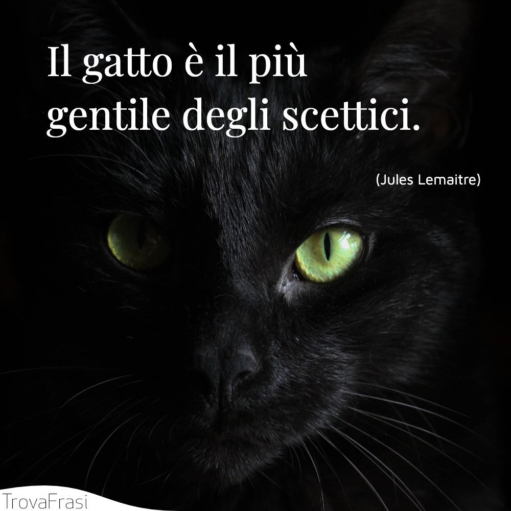 Frasi sui gatti i nostri amici pelosi felini TrovaFrasi Frasi sui gatti i nostri amici pelosi felini TrovaFrasi
