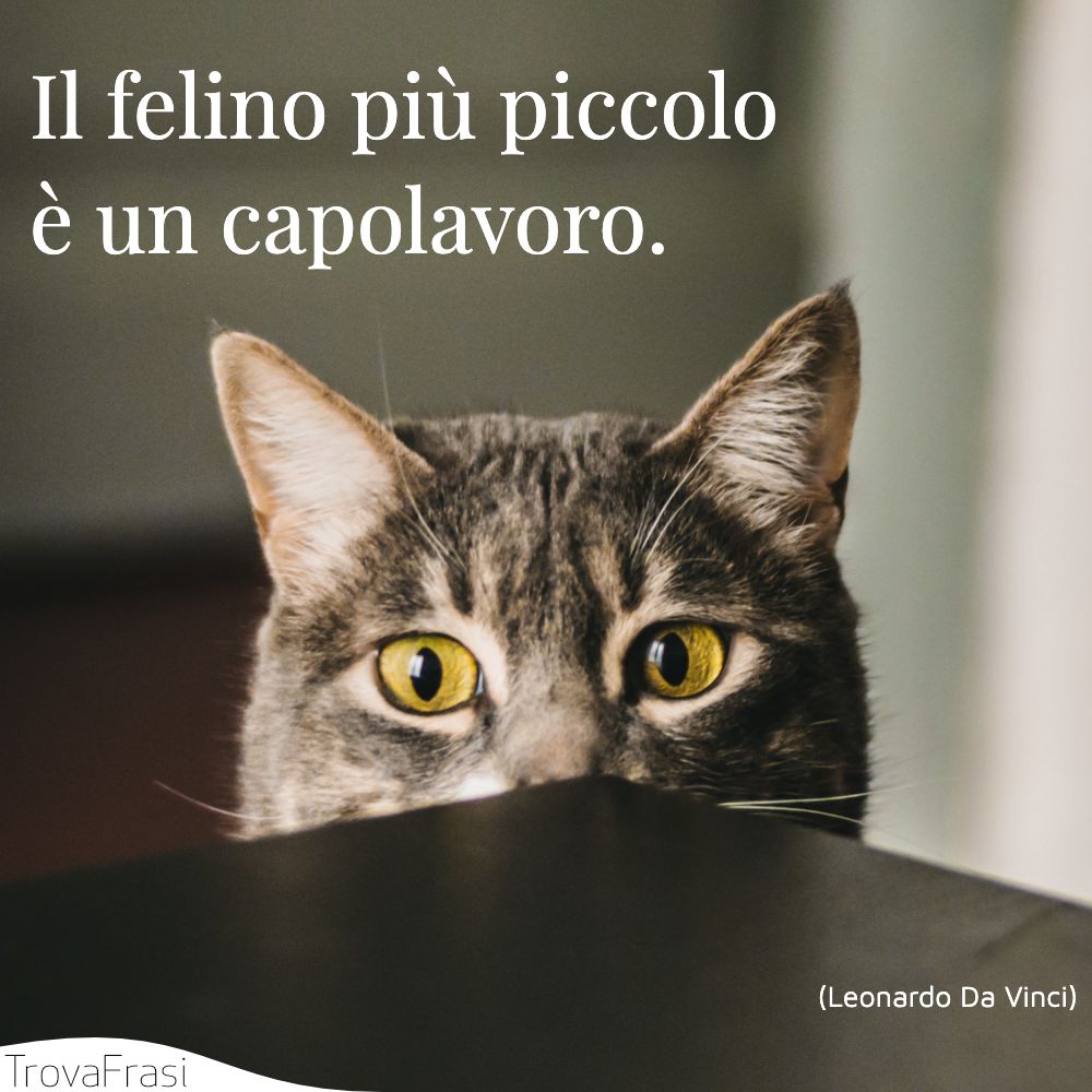 Il felino più piccolo è un capolavoro.