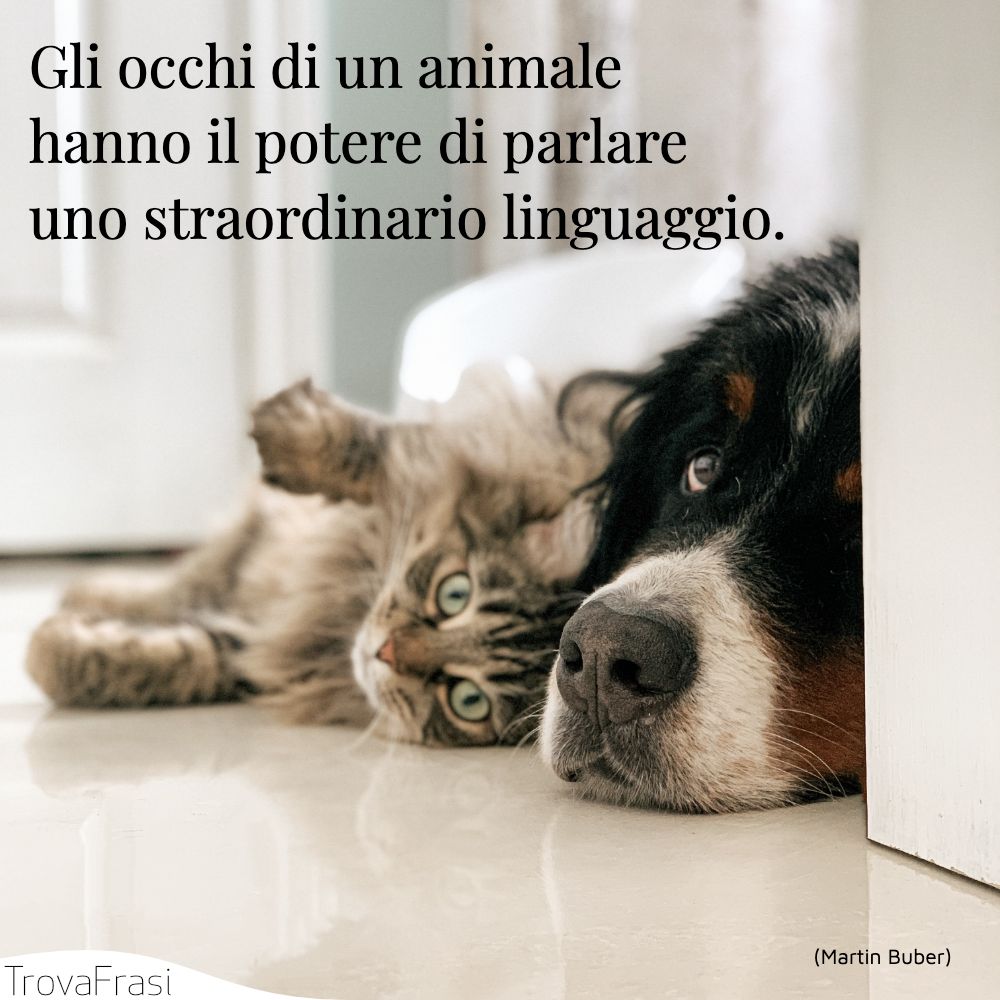 Gli occhi di un animale hanno il potere di parlare uno straordinario linguaggio.