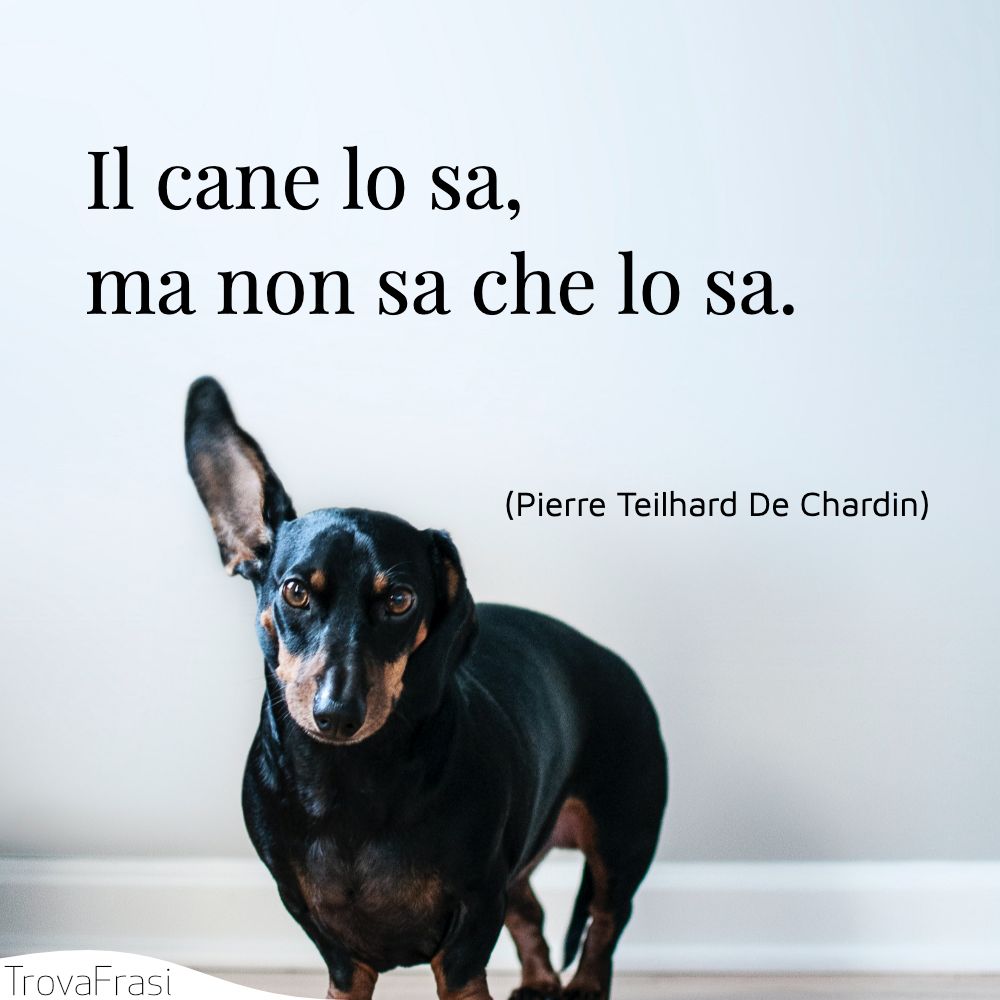 Il cane lo sa, ma non sa che lo sa.