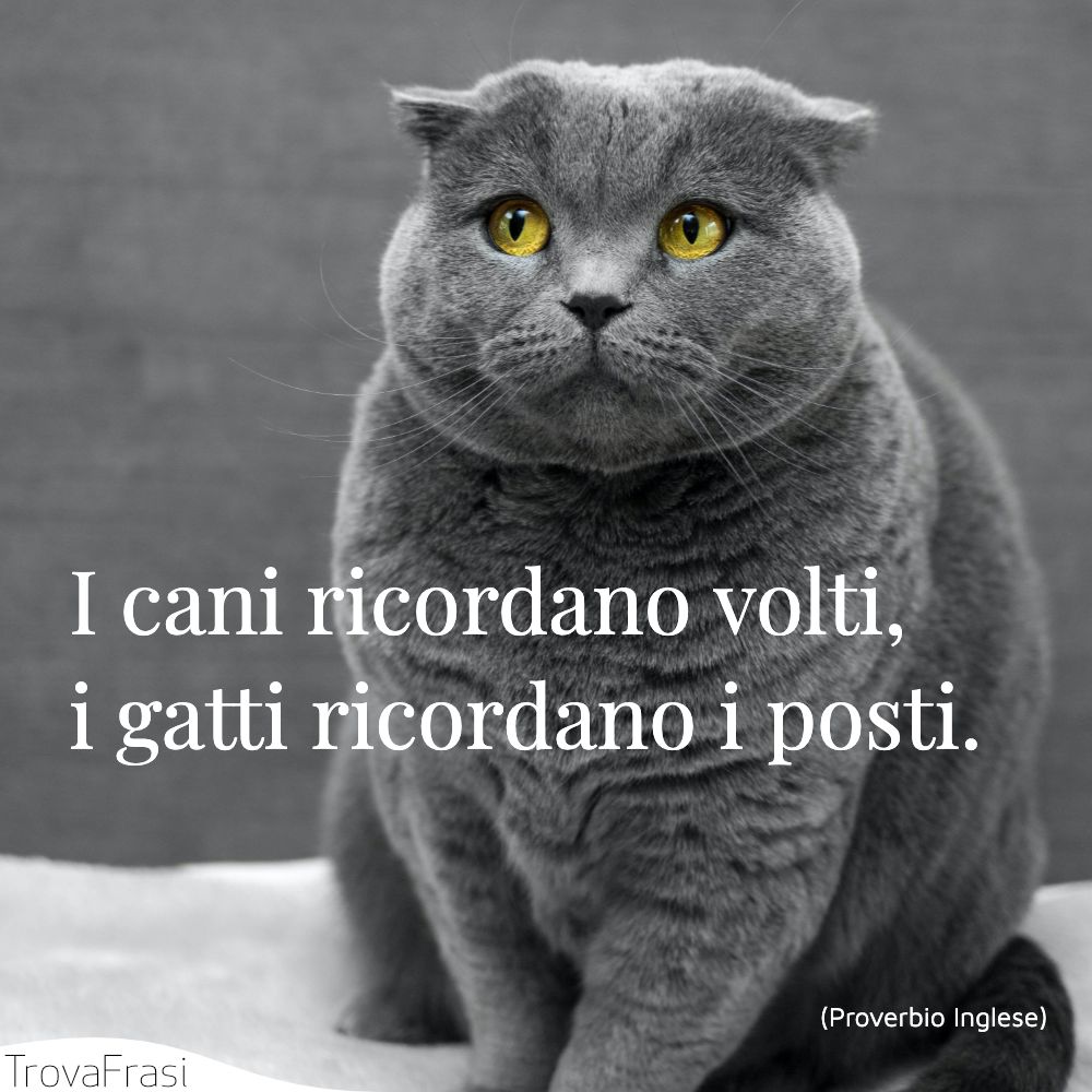 I cani ricordano volti, i gatti ricordano i posti.