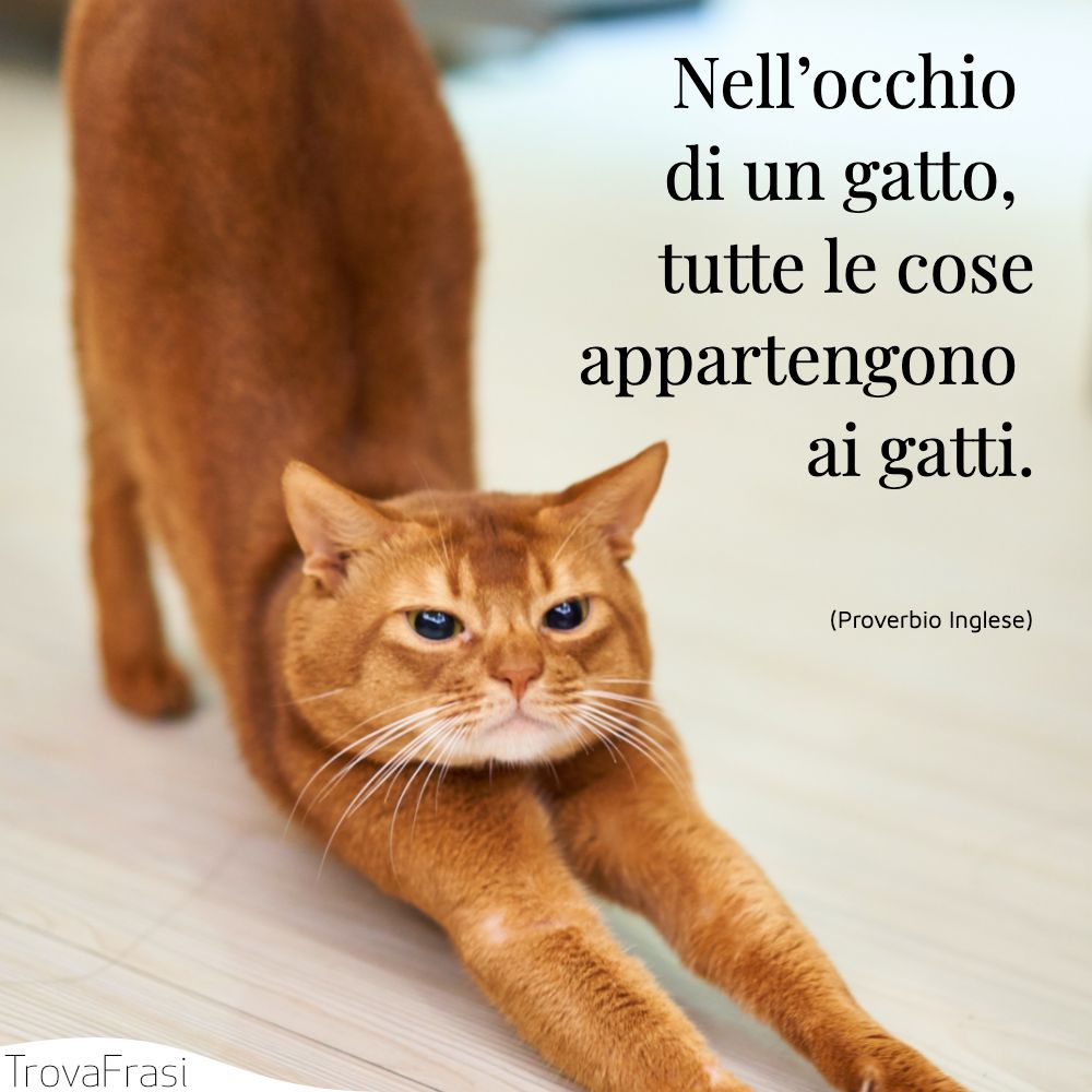 Nell’occhio di un gatto, tutte le cose appartengono ai gatti.