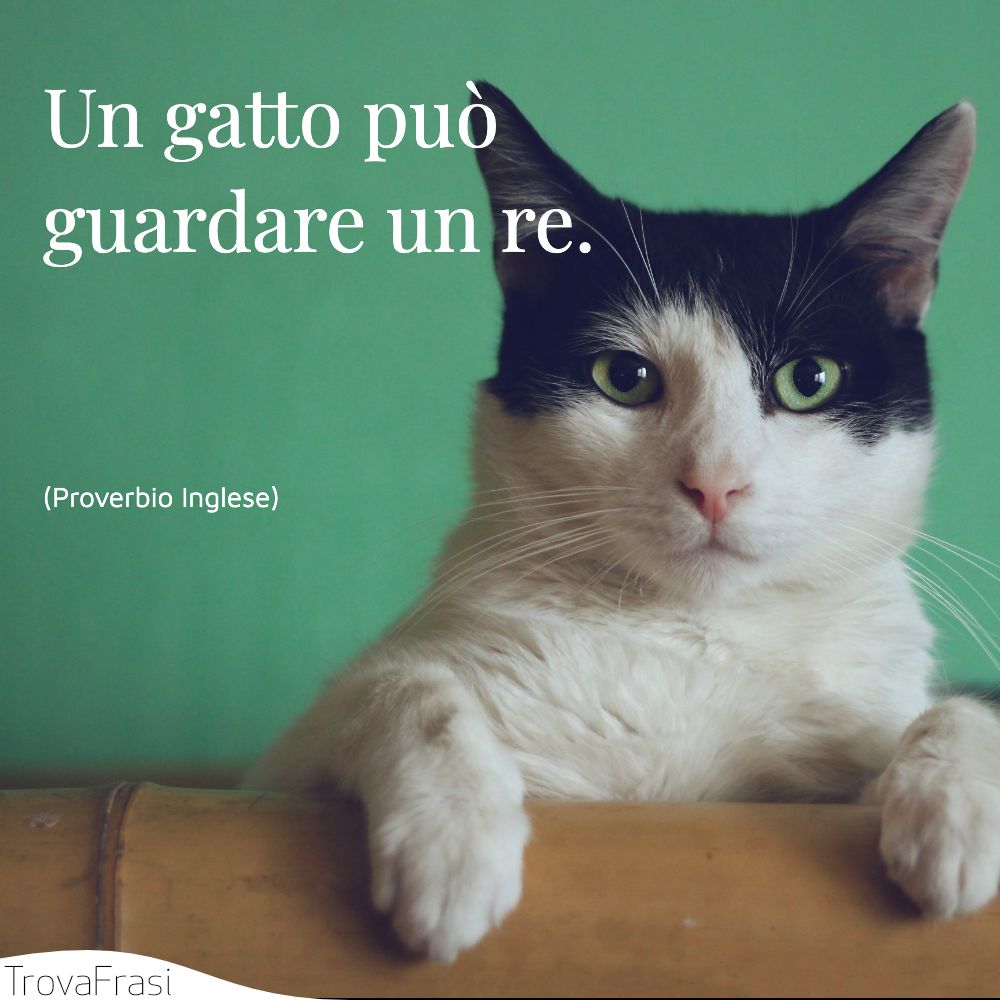 Un gatto può guardare un re.