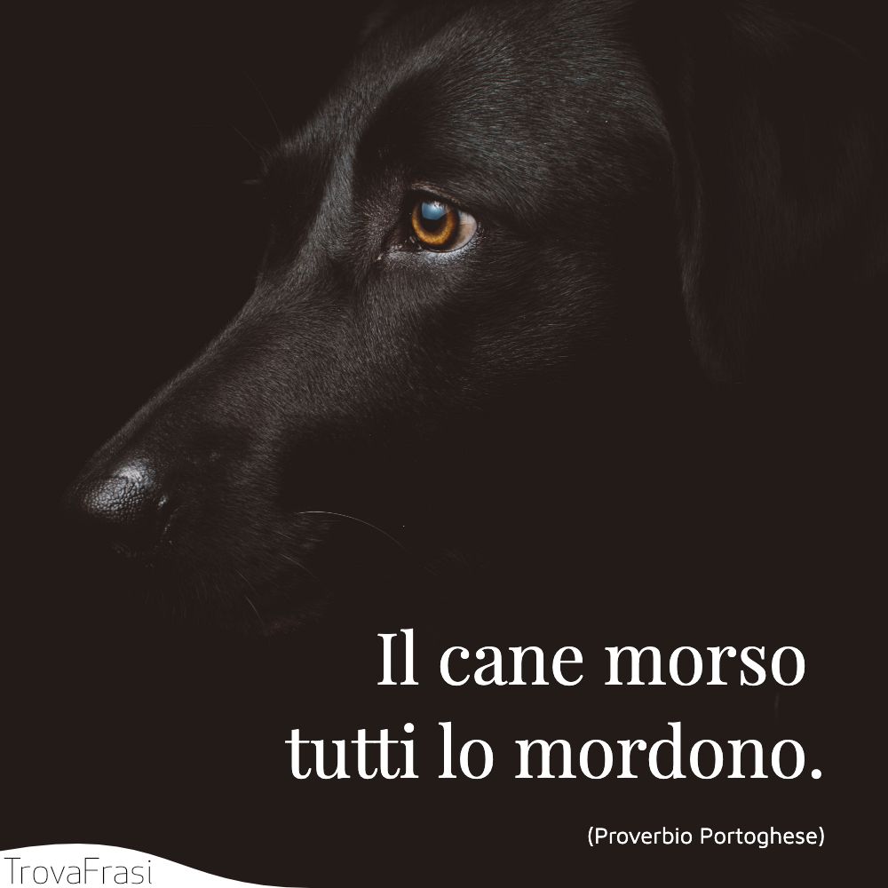 Il cane morso tutti lo mordono.